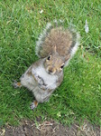 SX06613 Grey Squirrel (Sciurus carolinensis).jpg